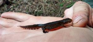 Triturus montandoni
